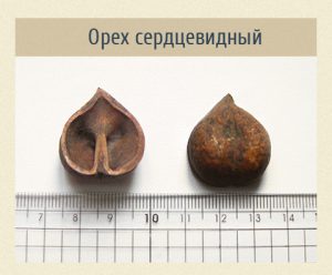 Орех сердцевидный