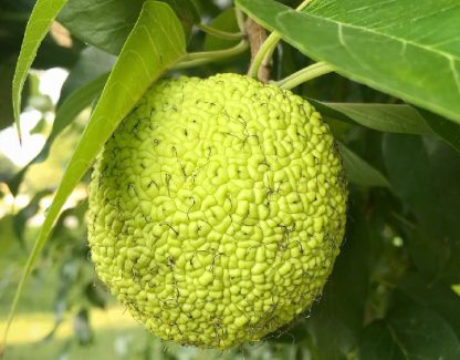 Маклюра, Maclura pomifera