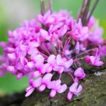 Церцис канадский, Cercis canadensis