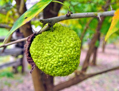 Маклюра, Maclura pomifera