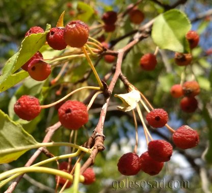 Яблоня ягодная, Сибирка, Malus baccata