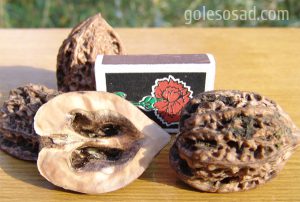 Маньчжурский орех, Juglans mandshurica