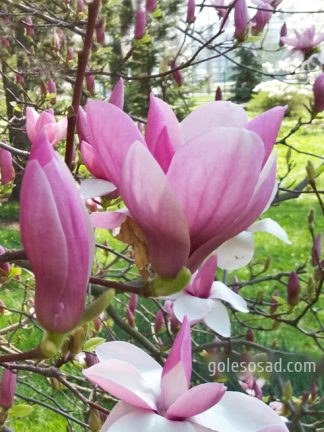 Магнолия лилиецветная, Magnolia liliiflora