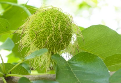 Маклюра, Maclura pomifera