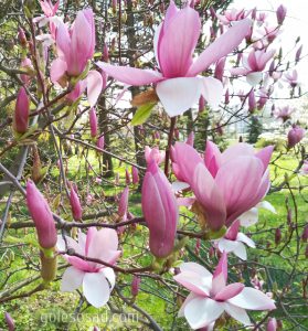 Магнолия лилиецветная, Magnolia liliiflora