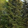 Псевдотсуга Мензиса, Дугласия, Pseudotsuga menziesii