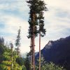Псевдотсуга Мензиса, Дугласия, Pseudotsuga menziesii