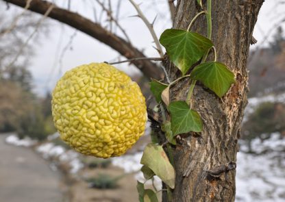 Маклюра, Maclura pomifera