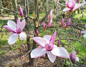 Магнолия лилиецветная, Magnolia liliiflora