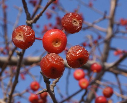 Яблоня ягодная, Сибирка, Malus baccata