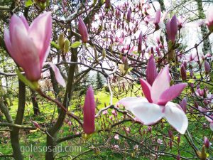 Магнолия лилиецветная, Magnolia liliiflora