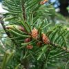 Псевдотсуга Мензиса, Дугласия, Pseudotsuga menziesii