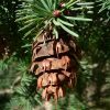 Псевдотсуга Мензиса, Дугласия, Pseudotsuga menziesii
