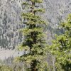 Псевдотсуга Мензиса, Дугласия, Pseudotsuga menziesii