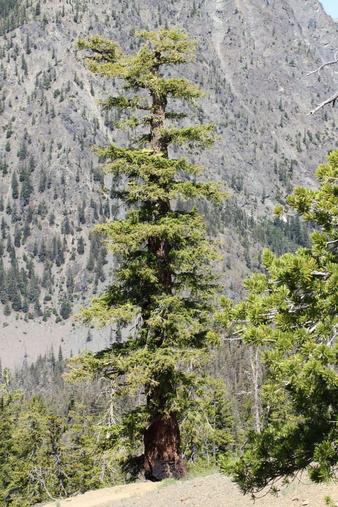 Псевдотсуга Мензиса, Дугласия, Pseudotsuga menziesii