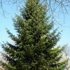 Псевдотсуга Мензиса, Дугласия, Pseudotsuga menziesii