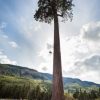 Псевдотсуга Мензиса, Дугласия, Pseudotsuga menziesii