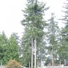Псевдотсуга Мензиса, Дугласия, Pseudotsuga menziesii