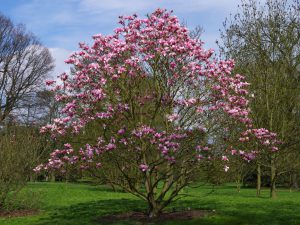 Магнолия лилиецветная, Magnolia liliiflora