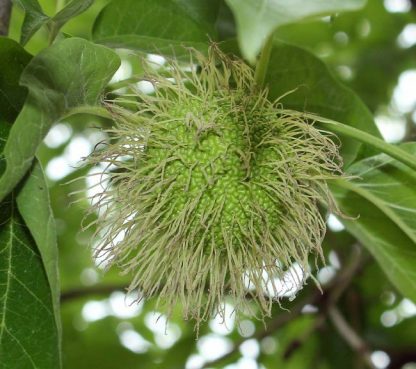 Маклюра, Maclura pomifera