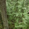 Псевдотсуга Мензиса, Дугласия, Pseudotsuga menziesii