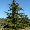 Псевдотсуга Мензиса, Дугласия, Pseudotsuga menziesii