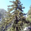 Псевдотсуга Мензиса, Дугласия, Pseudotsuga menziesii