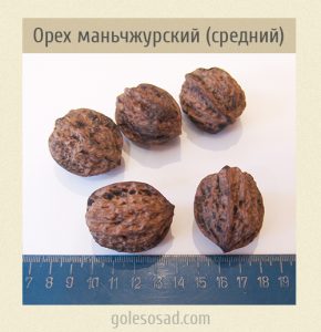 Орех маньчжурский средний (семена)
