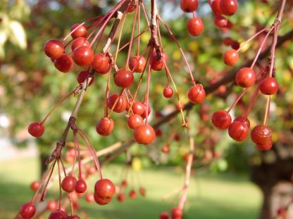 Яблоня ягодная, Сибирка, Malus baccata