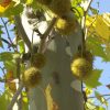 Платан кленолистный, Platanus acerifolia