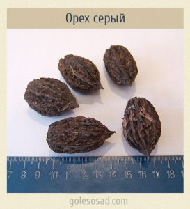Орех серый (семена)