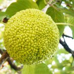 Маклюра, Maclura pomifera