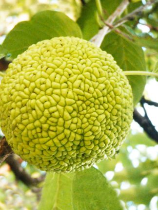 Маклюра, Maclura pomifera