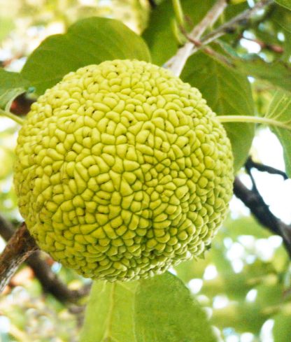 Маклюра, Maclura pomifera