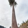 Псевдотсуга Мензиса, Дугласия, Pseudotsuga menziesii