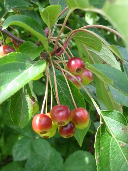 Яблоня ягодная, Сибирка, Malus baccata