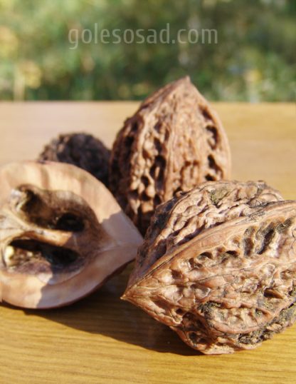 Маньчжурский орех, Juglans mandshurica