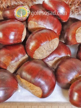 Каштан посевной, крупный, castanea-sativa-seeds, купить семена