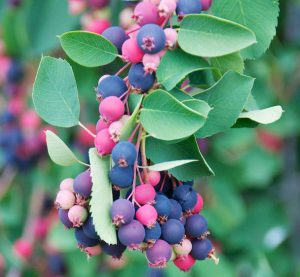 Ирга, Amelanchier