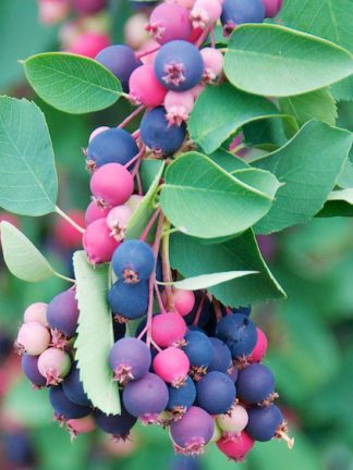 Ирга, Amelanchier