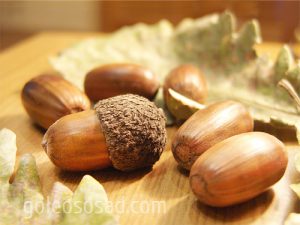 Дуб крупнопыльниковый, Quercus macranthera