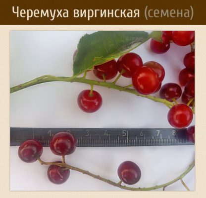 Черемуха виргинская, Prunus virginiana