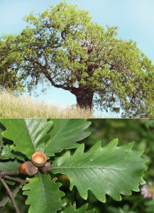 Дуб крупнопыльниковый, Quercus macranthera