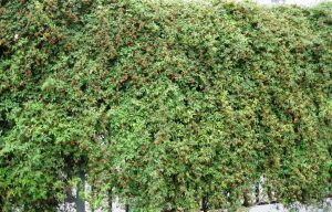 Виноградовник аконитолистный, Ampelópsis aconitifolia