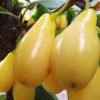 Кизил, Cornus