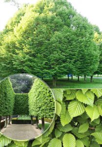 Граб, Carpinus