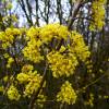 Кизил, Cornus