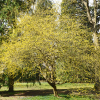 Кизил, Cornus