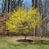 Кизил, Cornus