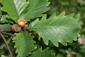 Дуб крупнопыльниковый, Quercus macranthera